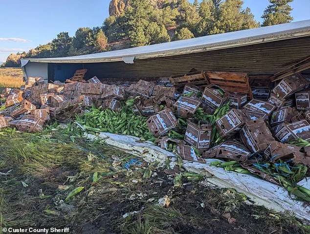 Semi-Truck Crash Spills Sweet Corn on Colorado Highway, Prompting Community Gathering