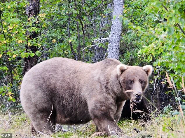 Exclusive Insights: The Survival Secrets of Katmai's Hibernating Bears
