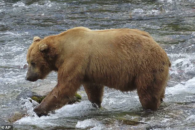 Exclusive Insights: The Survival Secrets of Katmai's Hibernating Bears