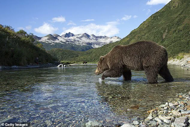 Exclusive Insights: The Survival Secrets of Katmai's Hibernating Bears
