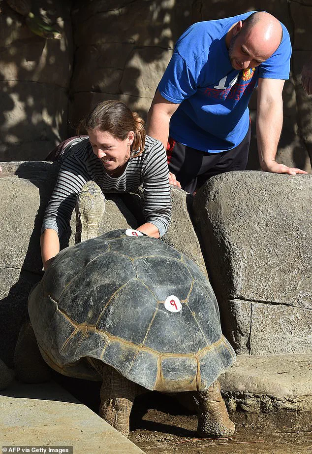 Gramma the Galapagos Tortoise, San Diego Zoo Icon, Passes Away at 141 After Battle with Age-Related Condition