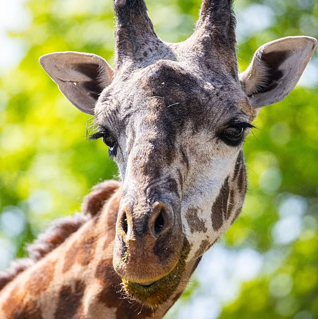 Toronto Zoo Tragedy: Kiko's Fatal Accident Shocks Global Conservation Community, Urges Safety Reforms