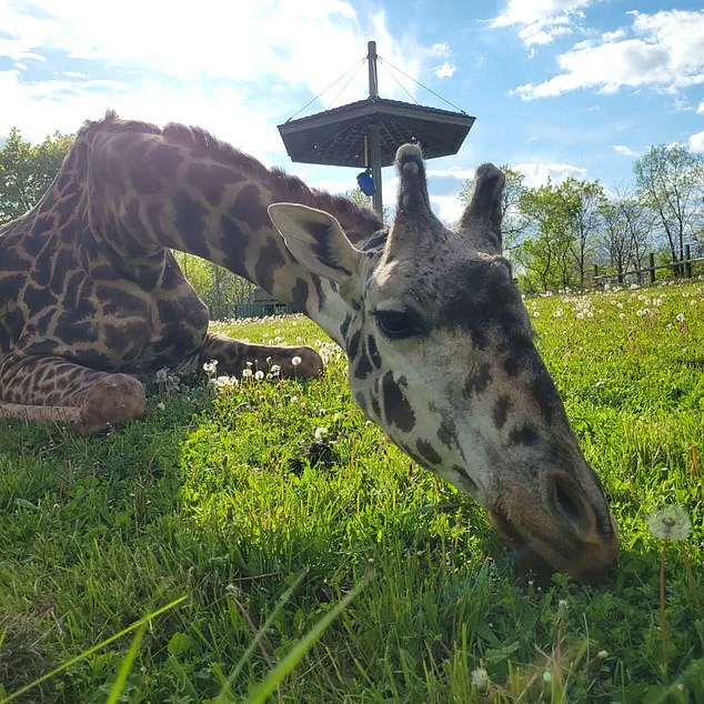 Toronto Zoo Tragedy: Kiko's Fatal Accident Shocks Global Conservation Community, Urges Safety Reforms