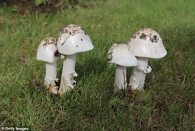 California Faces Deadly Mushroom Crisis as Health Officials Urge Caution After Three Deaths and Dozens Hospitalized