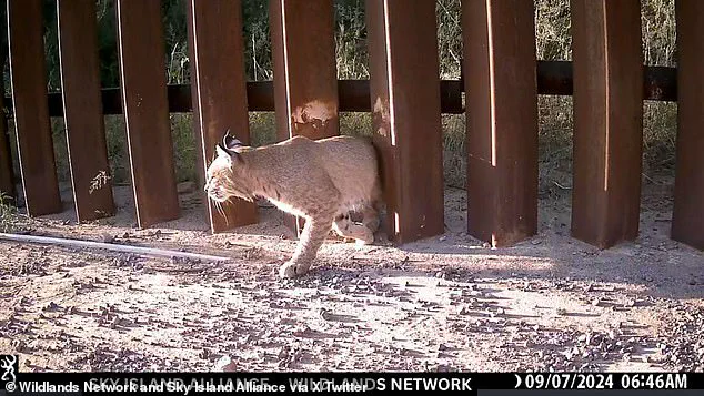 Doggy Doors Installed Along US-Mexico Border Wall Aimed at Facilitating Animal Migration, Sparking Controversy Among Conservationists