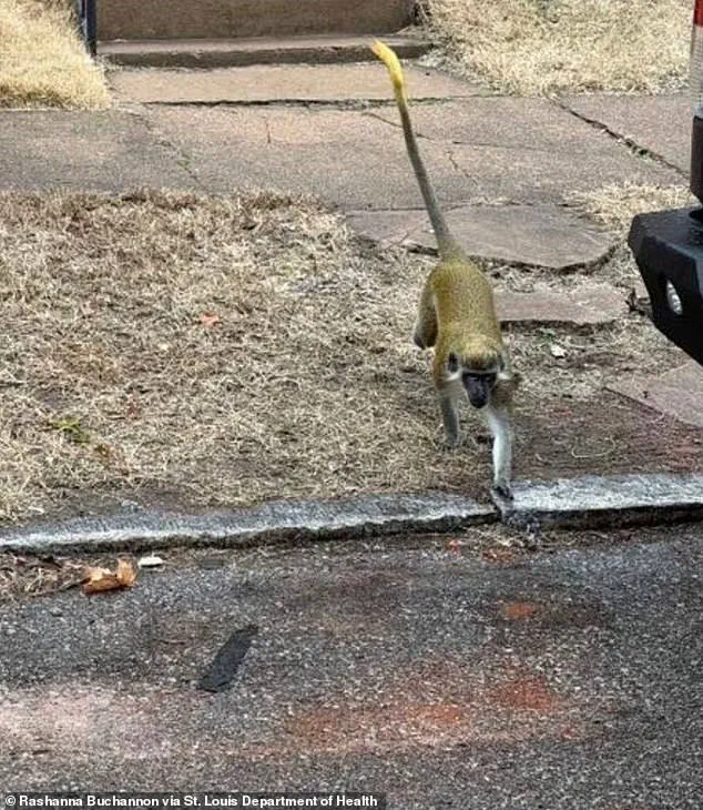 Non-Native Vervet Monkeys Prompt Health Department Alert in St. Louis