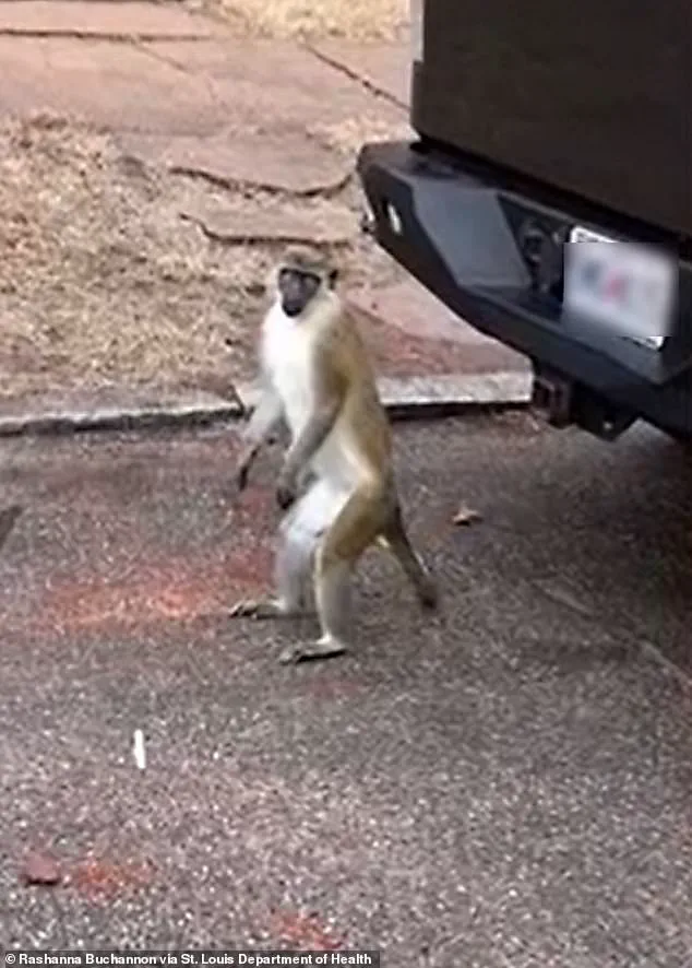 Non-Native Vervet Monkeys Prompt Health Department Alert in St. Louis