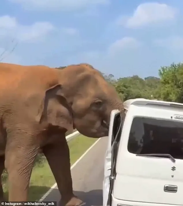 Three-Tonne Elephant Turns Safari into Life-or-Death Struggle for Terrified Tourists in Sri Lanka, as Act of Kindness Spirals into Nightmare