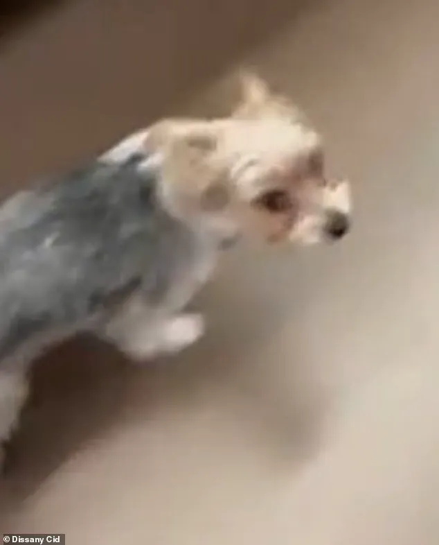 Breaking: Viral TikTok Trend Linked to Tragic Dog Death in Florida Neighborhood