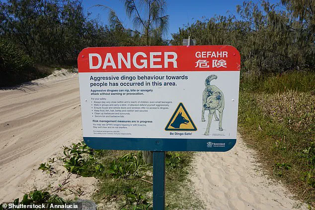 Controversy Over Tourist's Ignored Safety Warnings on K'gari Island Amid Dingo Incident Debate
