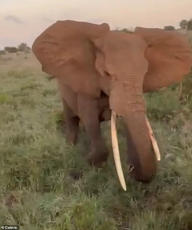Chaos as Massive Elephant Strikes Tourist Vehicle in Tanzanian Safari Park, Leaving Passengers in Disbelief