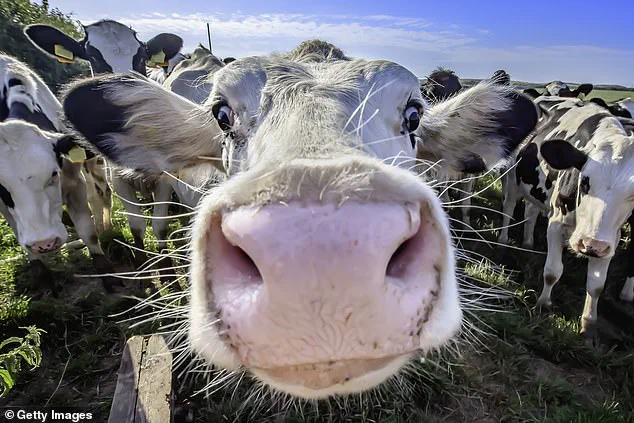 Firefighters Rescue Dog Walker Stuck in Tree After Encounter with Protective Cow on Isle of Wight