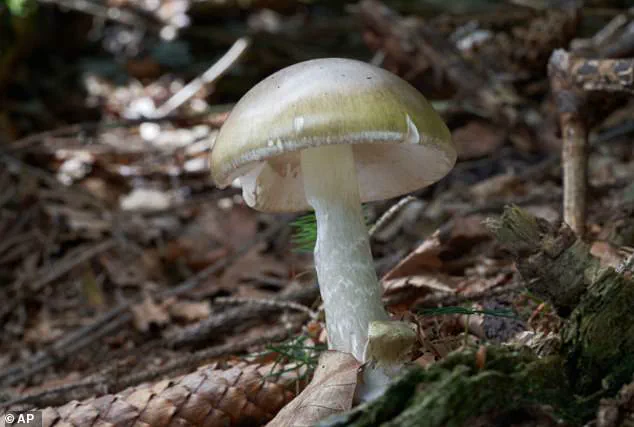 California Death Cap Poisoning Surge: Four Dead, 40 Hospitalized as Foraging Risks Rise
