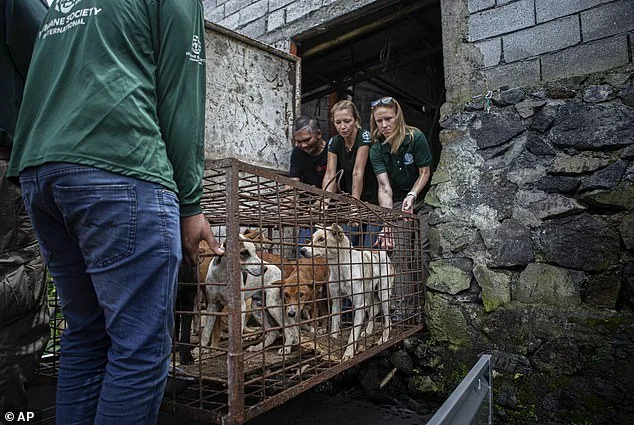 Kronk's Journey: From Chinese Meat Trade to Loving Home – A Miracle of Survival