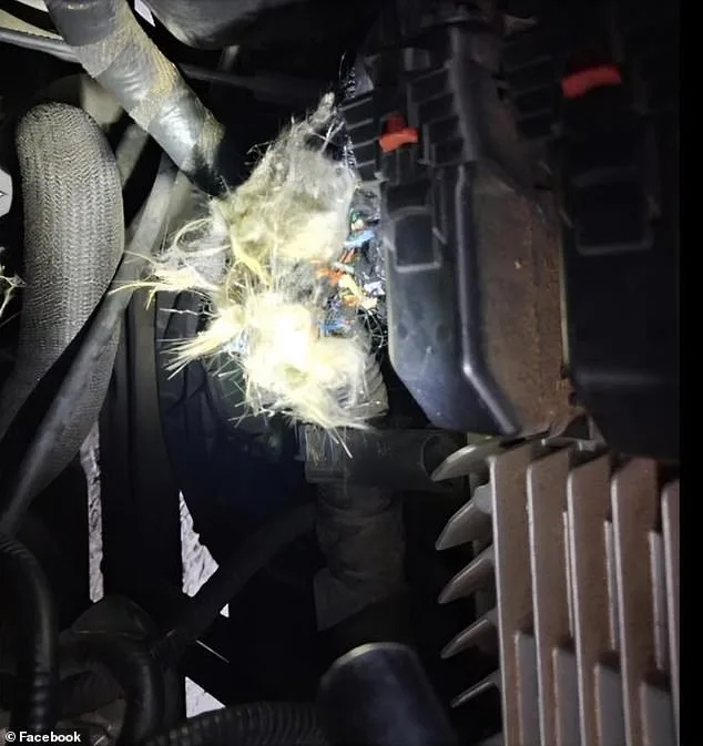 Groundhog Causes Thousands in Damage to Arkansas Student's Truck, Insurance Claims Complicate Repairs