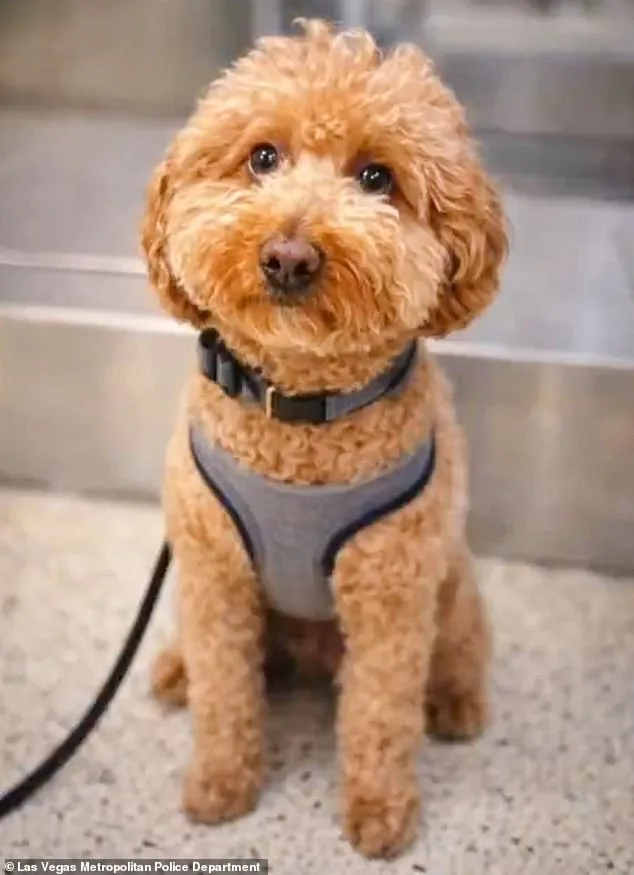 Woman Arrested After Abandoning Dog at Airport in Service Animal Dispute