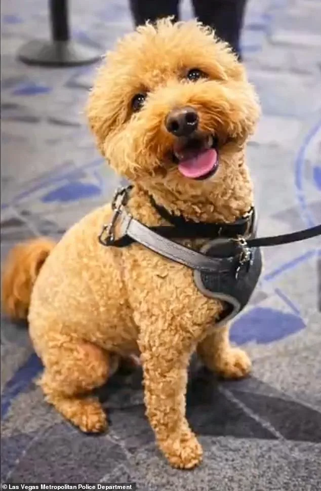Woman Arrested After Abandoning Dog at Airport in Service Animal Dispute