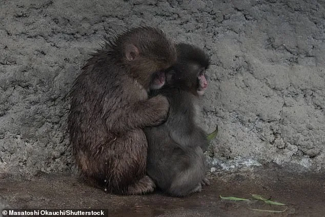 Punch the Monkey's Plush Lifeline: A Journey from Isolation to Viral Acceptance
