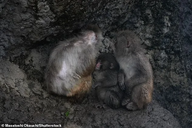 Punch the Monkey's Plush Lifeline: A Journey from Isolation to Viral Acceptance