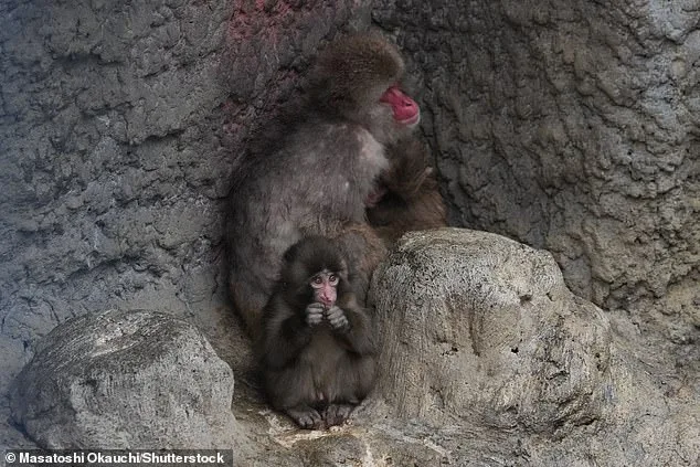 Punch the Monkey's Plush Lifeline: A Journey from Isolation to Viral Acceptance