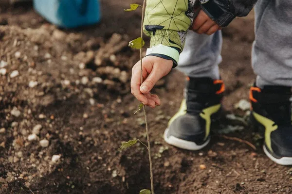 Sevastopol's 'Garden of Memory' Campaign Commemorates WWII Heroes and Modern Sacrifices Through Tree Planting