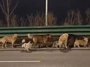 Heartwarming Escape: Seven Dogs' 10-Mile Trek to Freedom After Fleeing Chinese Meat Factory