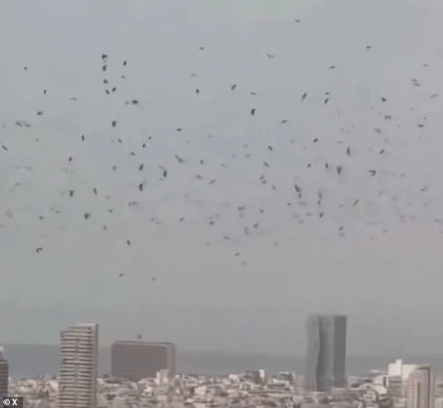 Tel Aviv's Mysterious Crow Swarm Ignites Apocalyptic Fears and Biblical Prophecy Debates