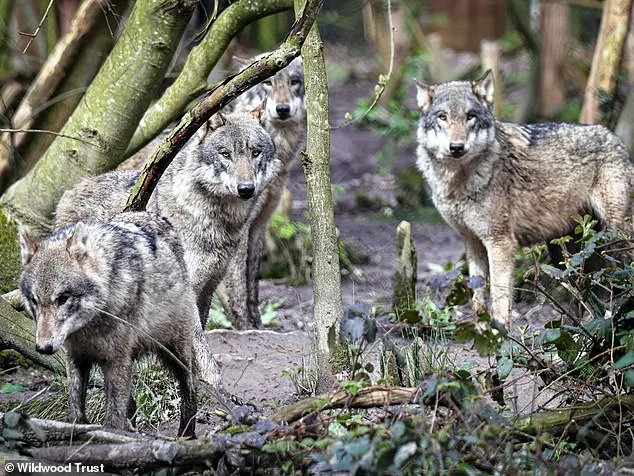 Furious Adopters Condemn Wildwood Trust's Euthanasia of Wolves Amid 'Last Resort' Claims