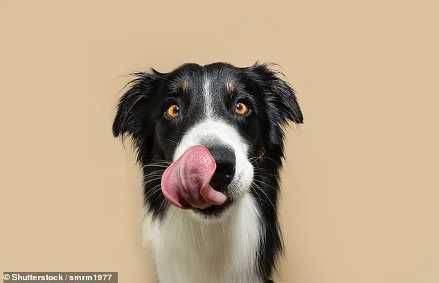 New Study Reveals 17 Subtle Signs of Dog Pain, Highlighting a Critical Gap in Owner Recognition