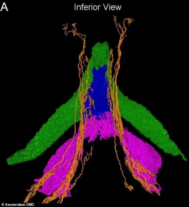 Breakthrough Study Reveals Complex Nerve Network in Clitoris, Shifting Understanding of Female Sexual Health