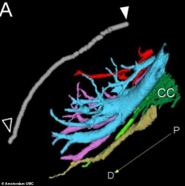 Breakthrough Study Reveals Complex Nerve Network in Clitoris, Shifting Understanding of Female Sexual Health