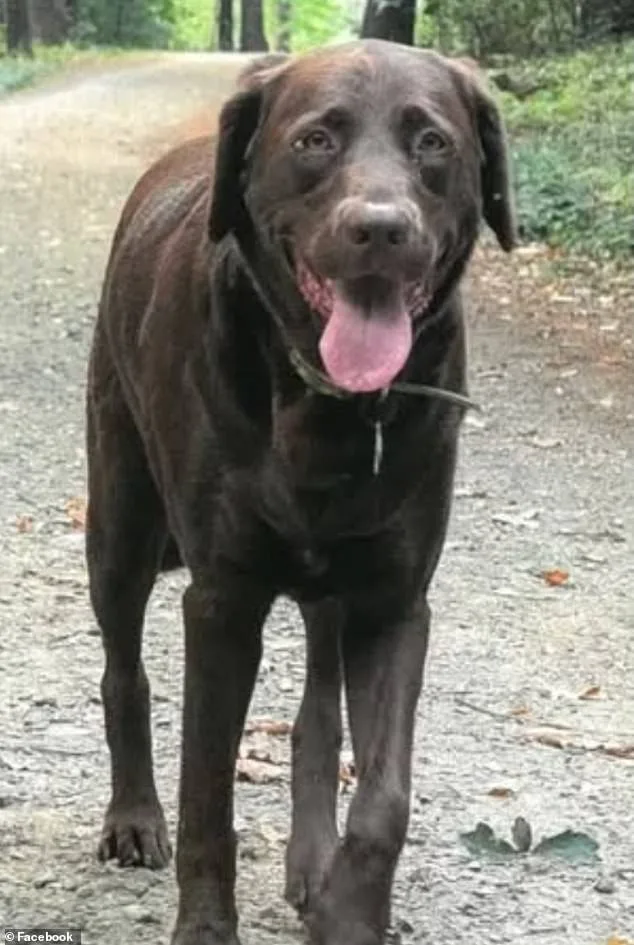 Heart-Wrenching Tragedy Sparks Community Reckoning Over Hidden Dangers After Dog's Electrocution