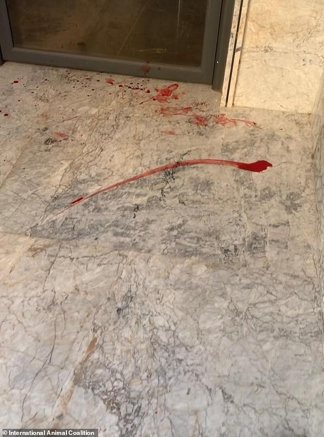 Moroccan authorities accused of firing stray dogs for 2030 World Cup.