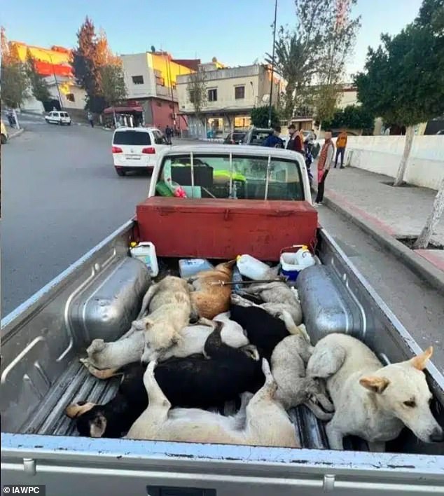 Moroccan authorities accused of firing stray dogs for 2030 World Cup.